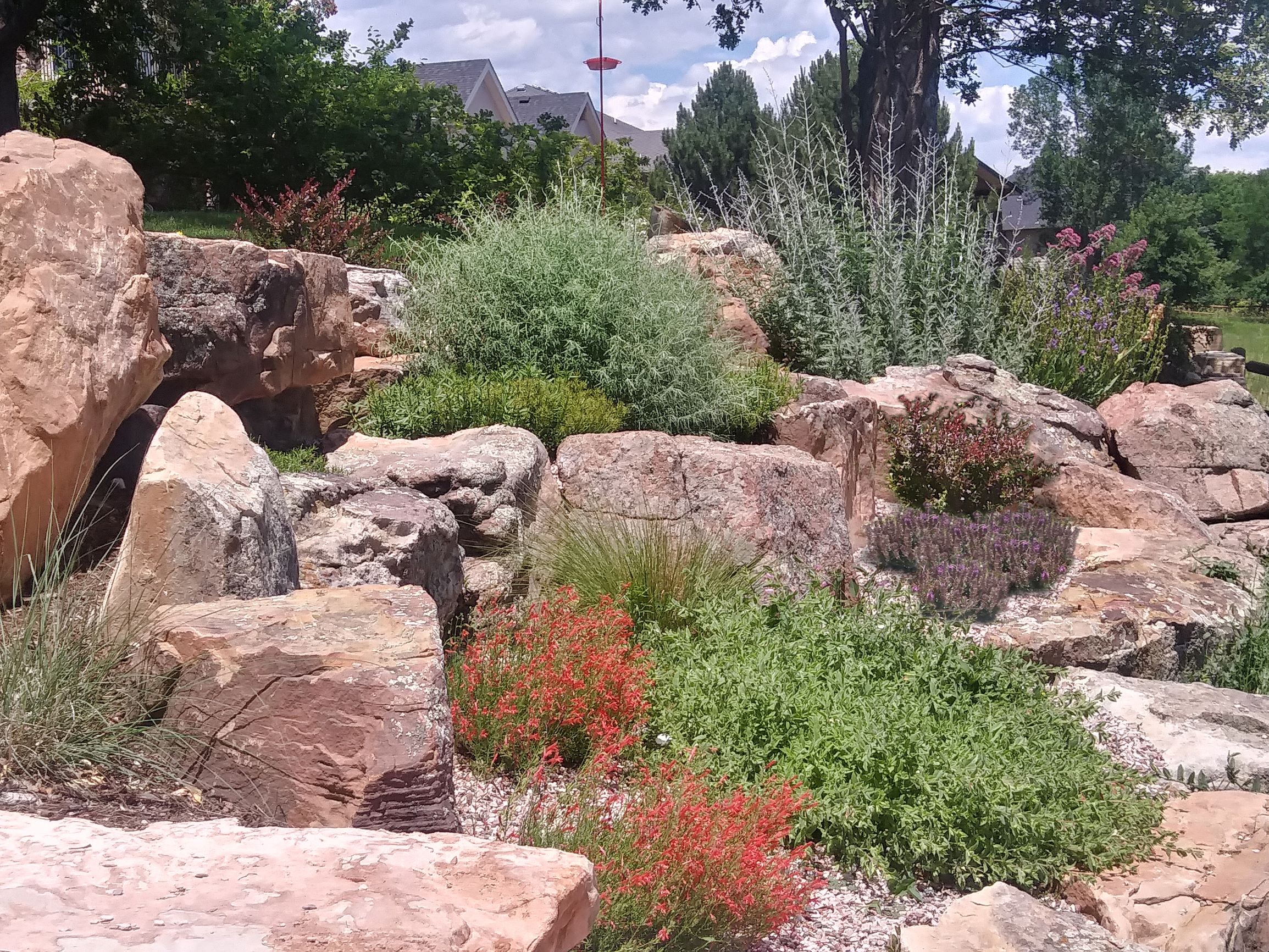 Rock garden filled with mulch and low water plants and bushes.