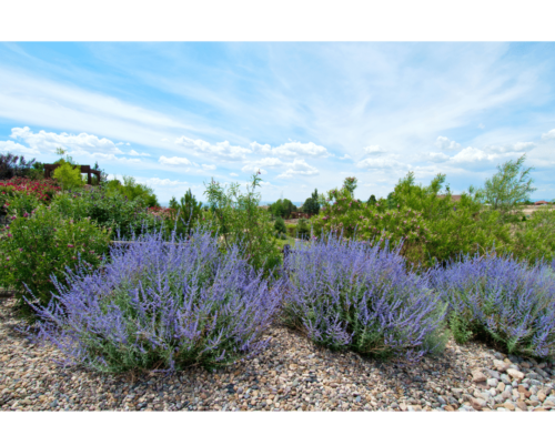 How to Choose the Right Plants for Colorado