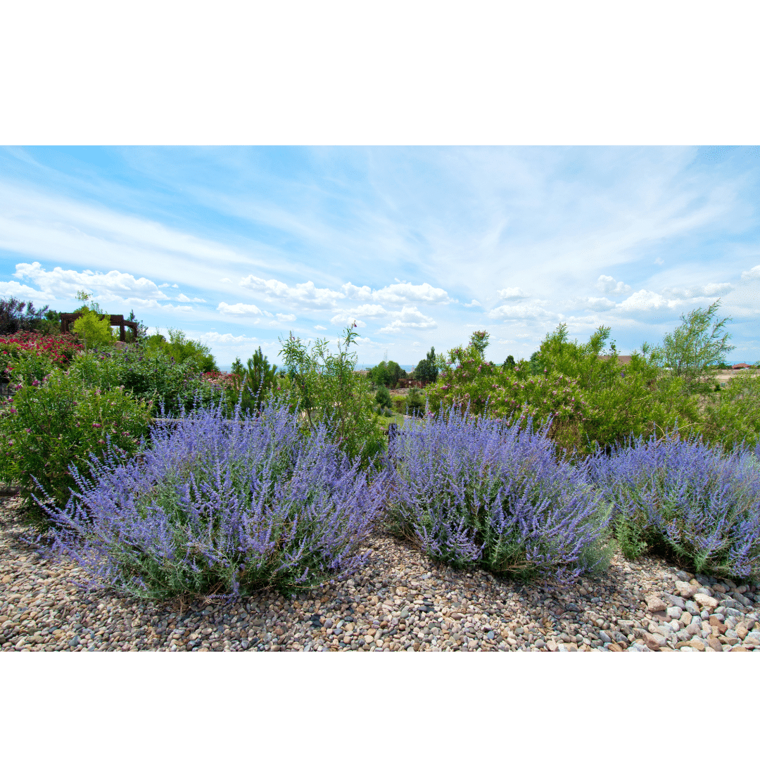 Choose the Right Plants for Colorado
