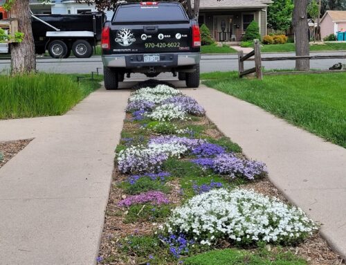 Spring Spruce Up: Top 10 Easy Tasks to Refresh Your Landscape